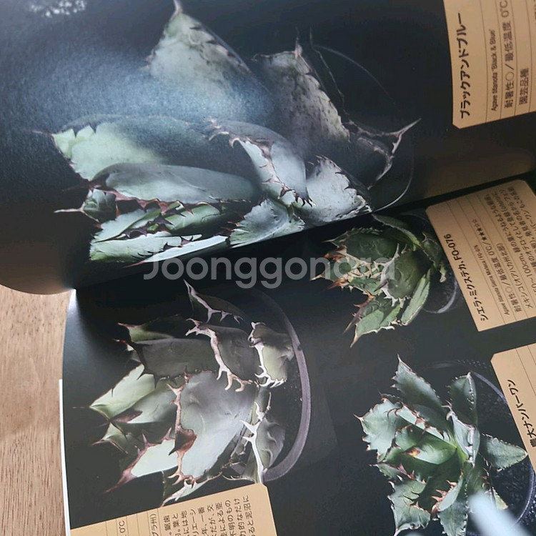 agave book 아가베 책--2