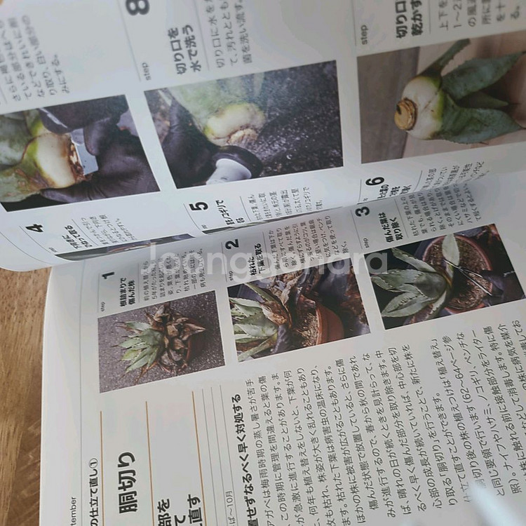 agave book 아가베 책--7