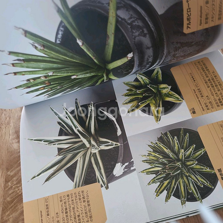 agave book 아가베 책--6