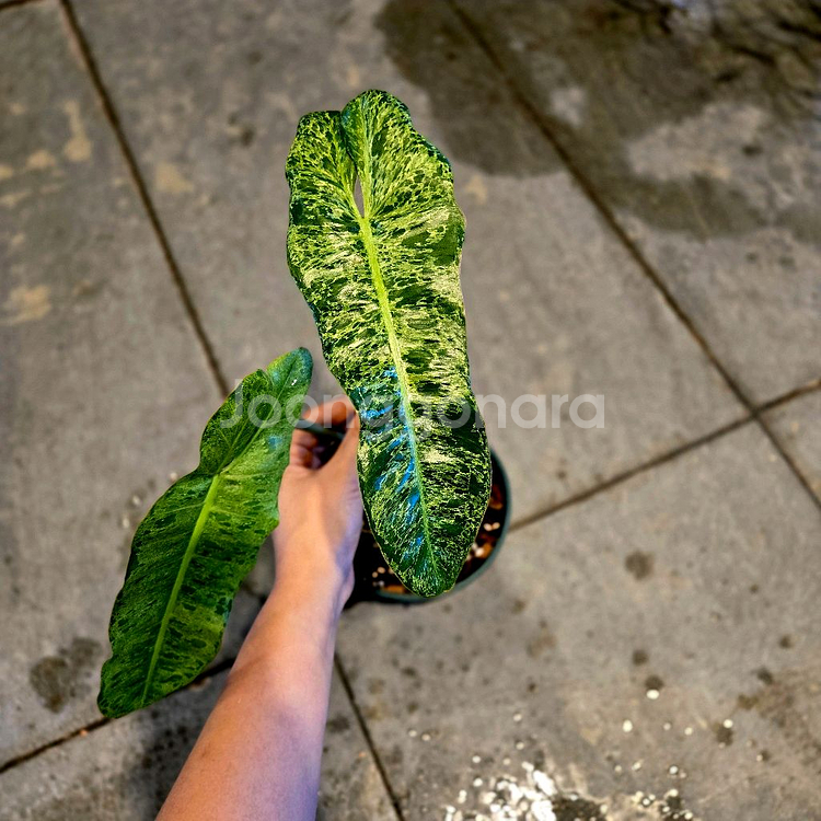 필로덴드론 파라이소베르디--0
