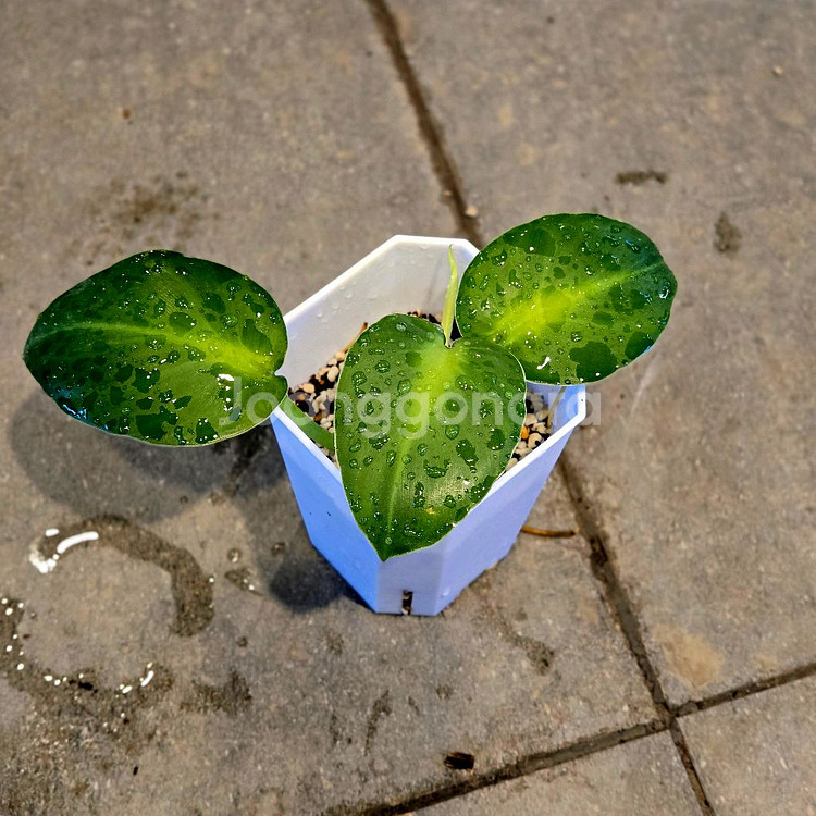필로덴드론 루고섬--2