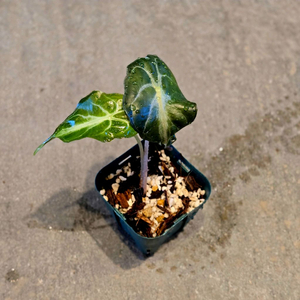 알로카시아 베놈