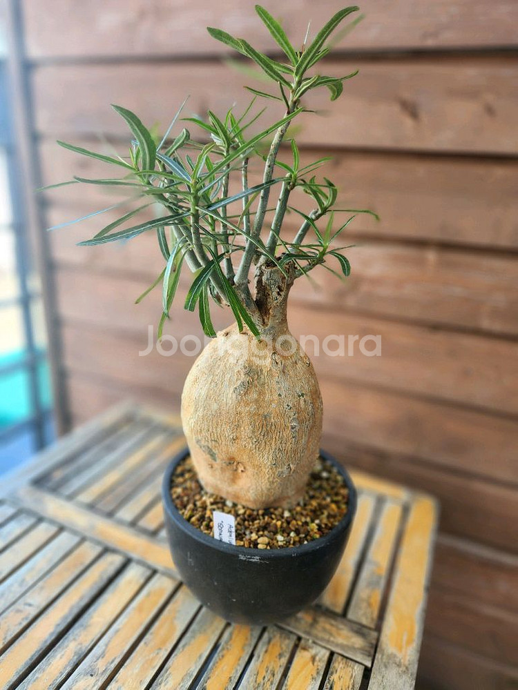 아프리카식물 소말렌스--0