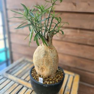 아프리카식물 소말렌스