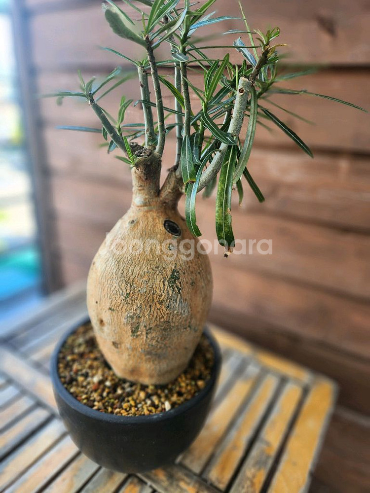 아프리카식물 소말렌스--1