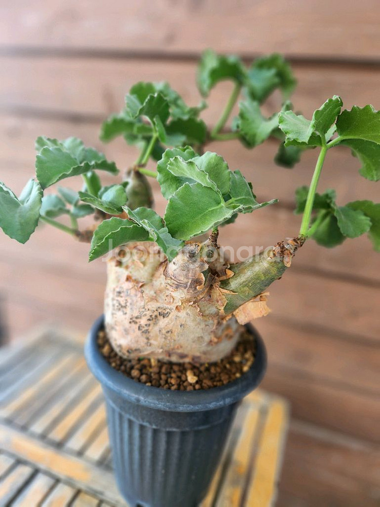 아프리카식물 우터--1