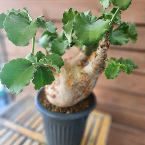 아프리카식물 우터