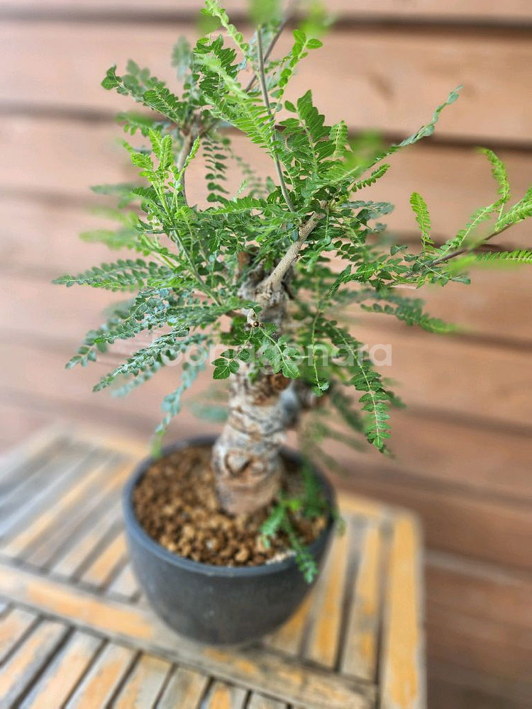 아프리카식물 네글렉타--0