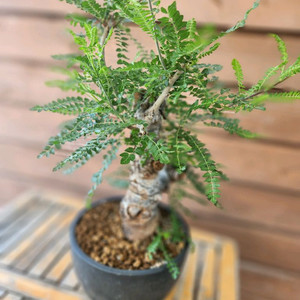 아프리카식물 네글렉타