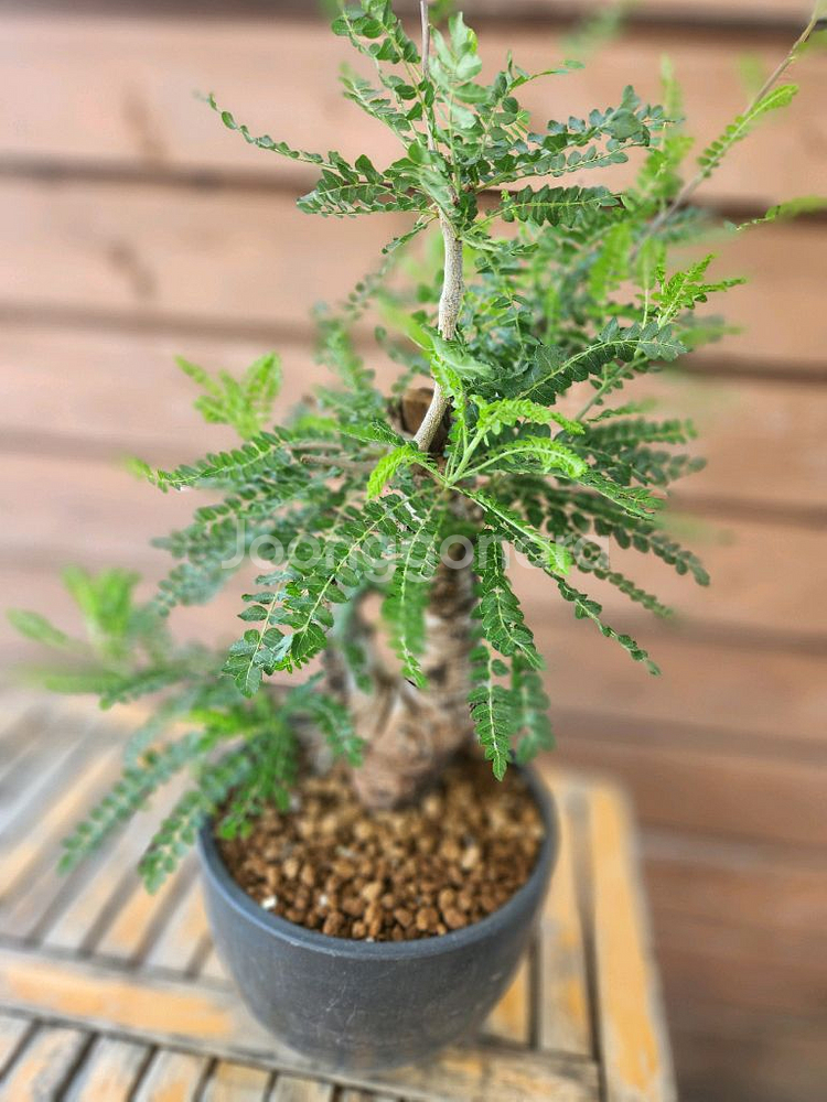 아프리카식물 네글렉타--1