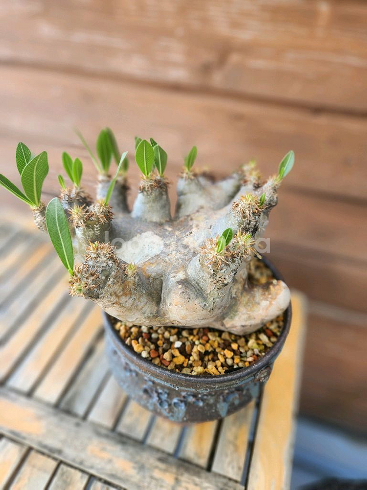 아프리카식물 브레비칼릭스--0