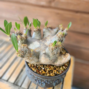 아프리카식물 브레비칼릭스