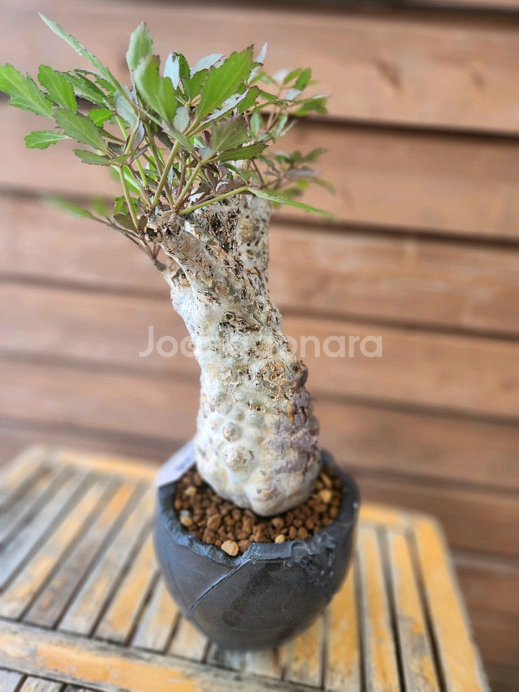 아프리카식물 우터 변종--1