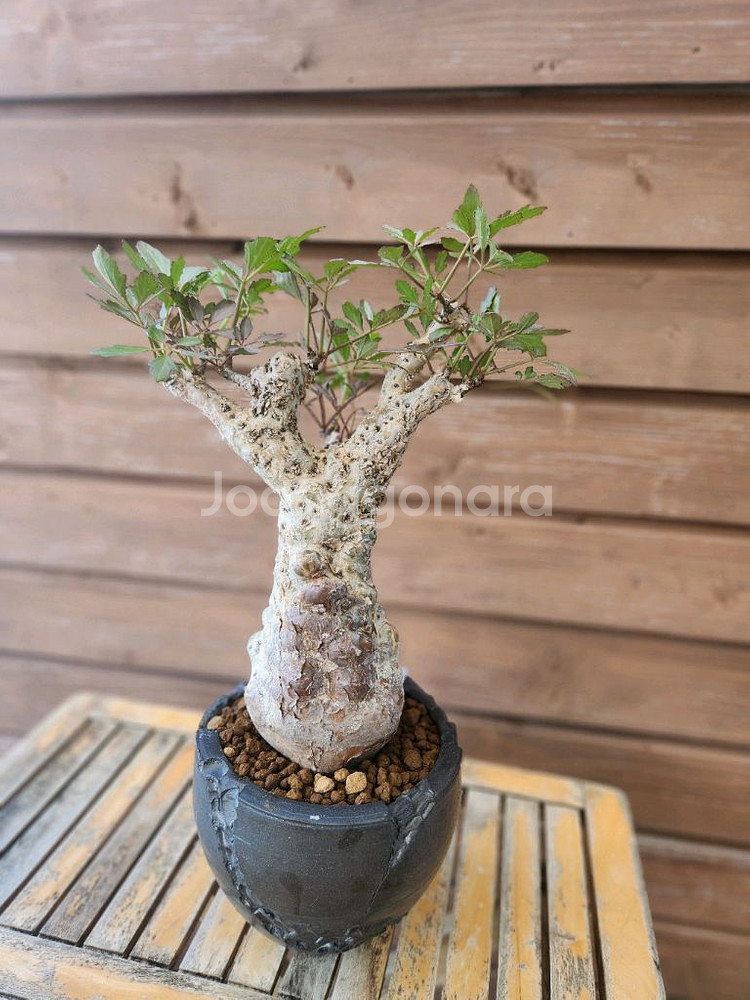 아프리카식물 우터 변종--0