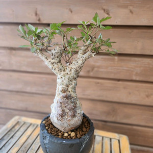 아프리카식물 우터 변종