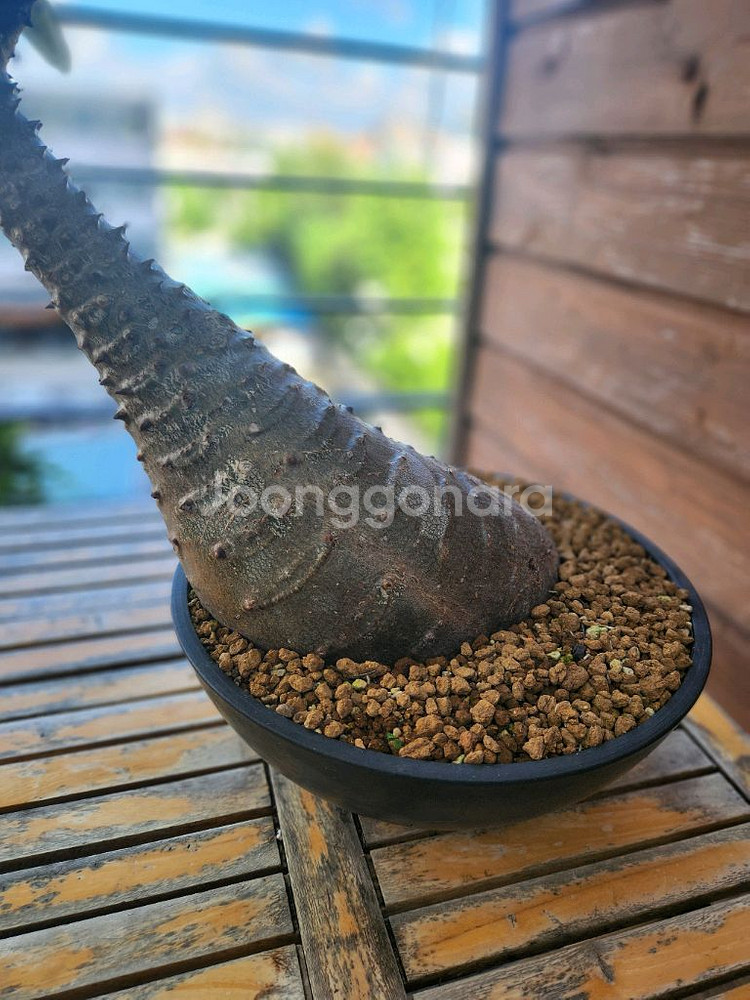 아프리카식물 바로니--0