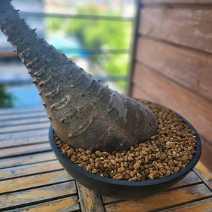 아프리카식물 바로니