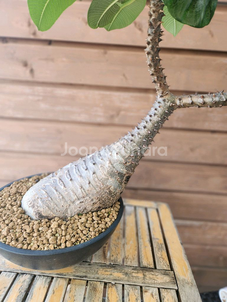 아프리카식물 바로니--2