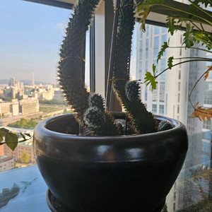 [고급 화분] 선인장