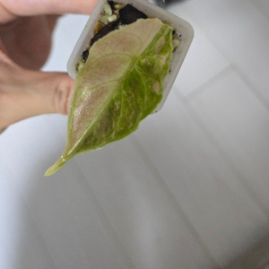 알로카시아 아즈라니 바리에가타