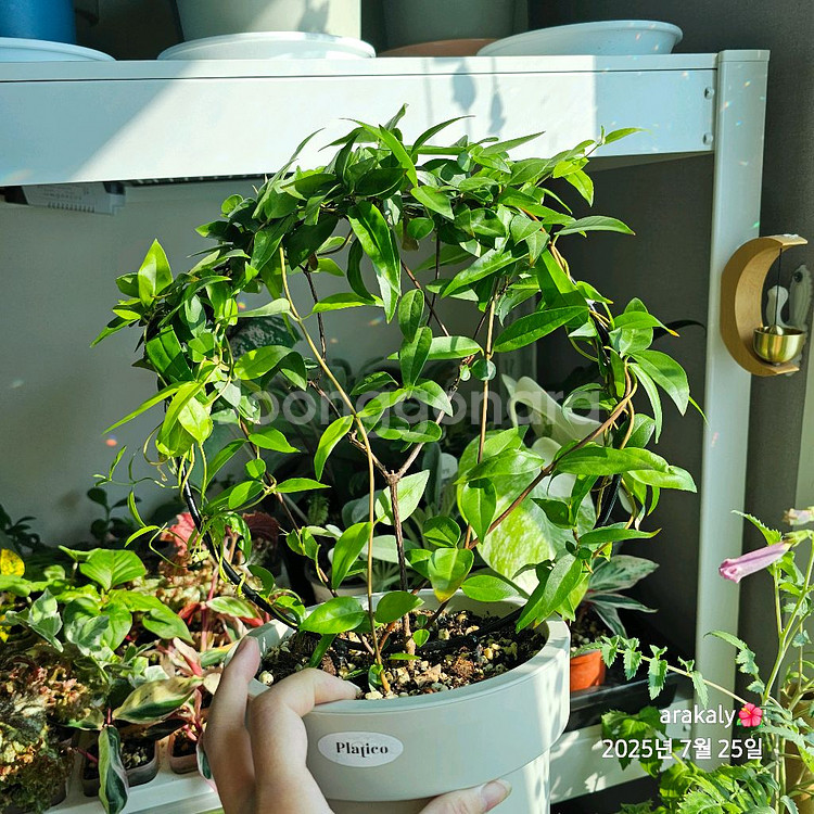 식물/개나리자스민 리스--0