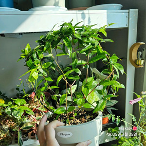 식물/개나리자스민 리스