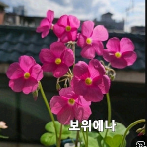 사랑초구근 보위에나(땅콩,큰잎)