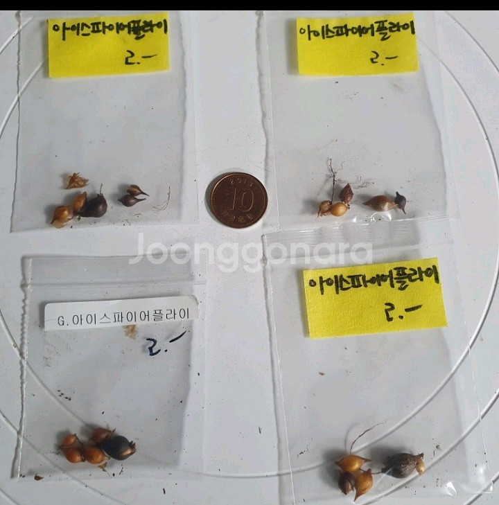 사랑초구근 ㅡ 아이스파이어플라이--1