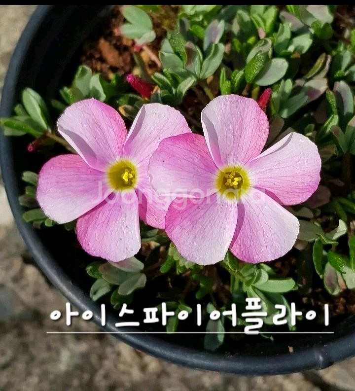 사랑초구근 ㅡ 아이스파이어플라이--0