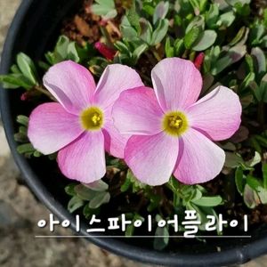 사랑초구근 ㅡ 아이스파이어플라이