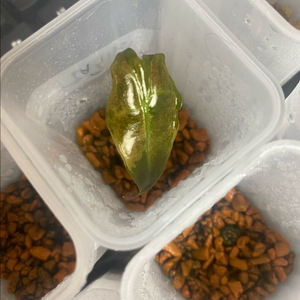 알로카시아 노빌리스 옐로우 바리에가타