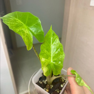 알로카시아 로우라이더 바리에가타