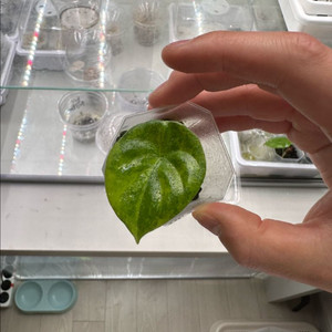 알로카시아 포니카타 옐로유