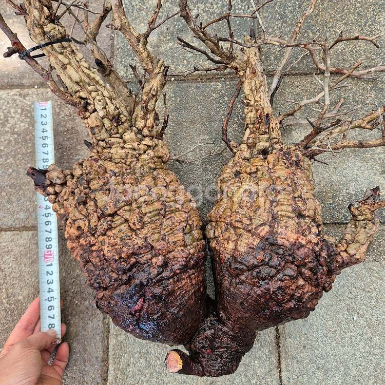오퍼큐리카야 파키푸스 Operculicarya pach--2