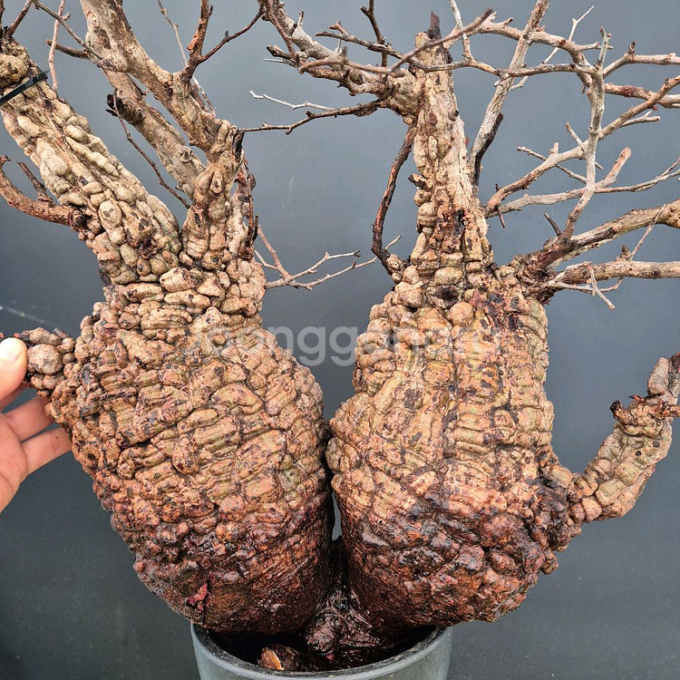 오퍼큐리카야 파키푸스 Operculicarya pach--0