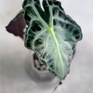 알로카시아 베놈 중품사이즈. (작은 사이즈X 실버펄굿)