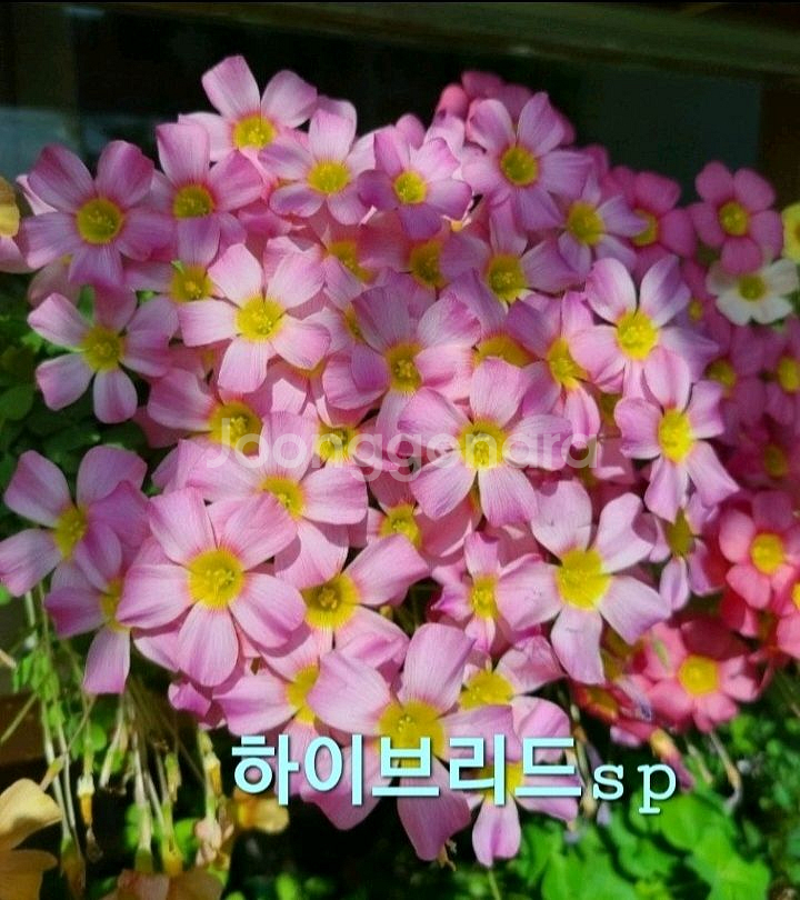 사랑초구근 하이브리드sp--0