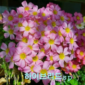 사랑초구근 하이브리드sp