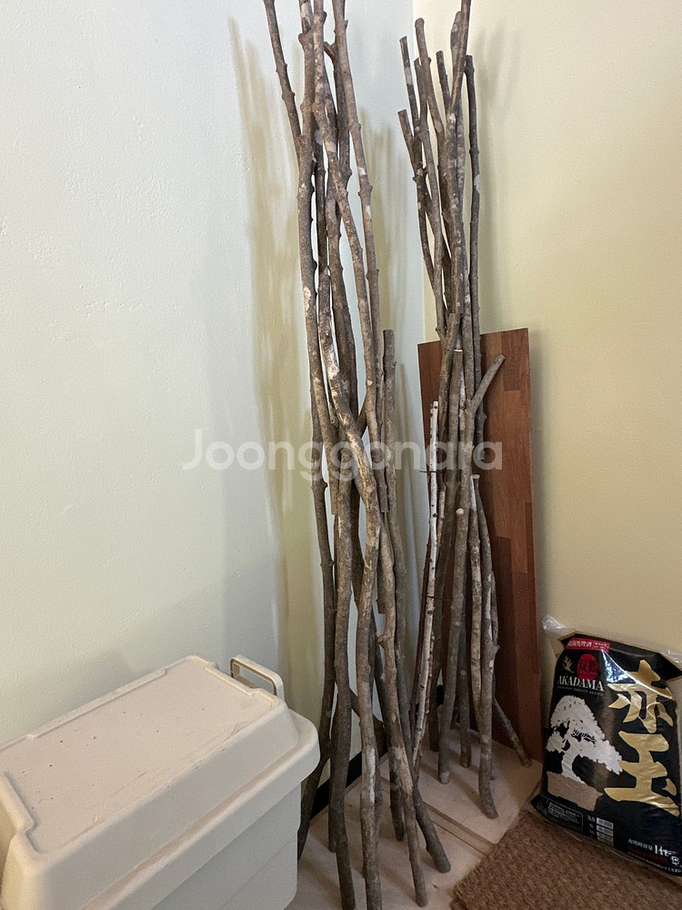 원목 자작나무 웨딩아치--0