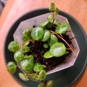 페페로미아 프로스트라타(안스리움 알로카시아 x)