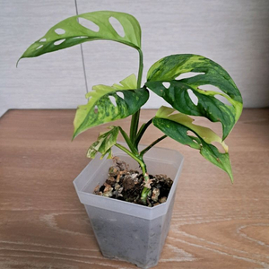 몬스테라 라니아타 옐로우 바리에가타