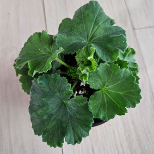 yuz.아마빌리스제라늄