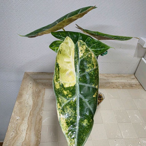 알로카시아 왓소니아 글로시 옐로우 바리에가타