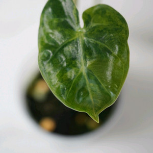 알로카시아 하트벌룬 옐로우 바리에가타 자촉묘