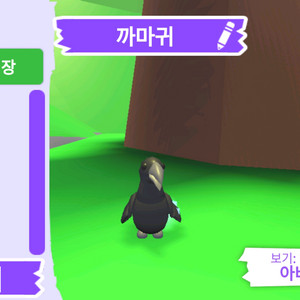 입양하세요 펫 까마귀 판매합니다
