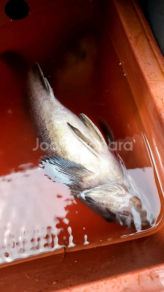 전동릴 밧데리 판매합니다--5