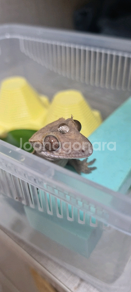 크레스티드 게코 세이블 숫컷--3