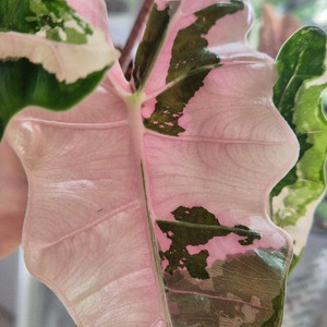 알로카시아 푸세이도 핑크 바리에가타(모주 참고)