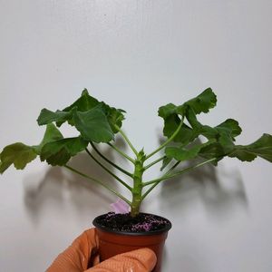 제라늄 ug프린세스그레이스 러시아제라늄