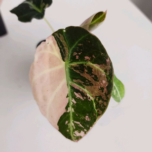 알로카시아 블랙벨벳 핑크 바리에가타